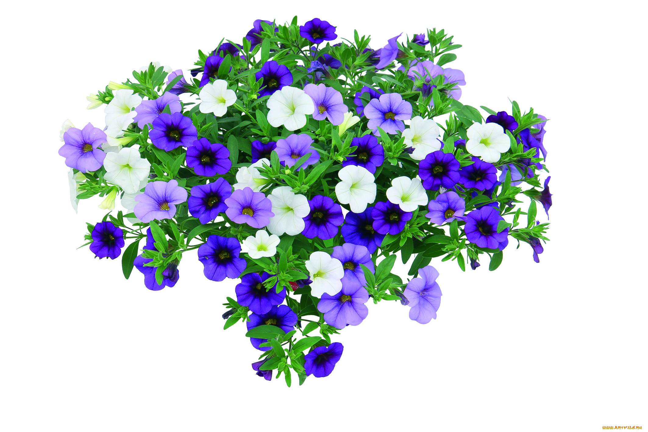 , ,  , calibrachoa, , , 
